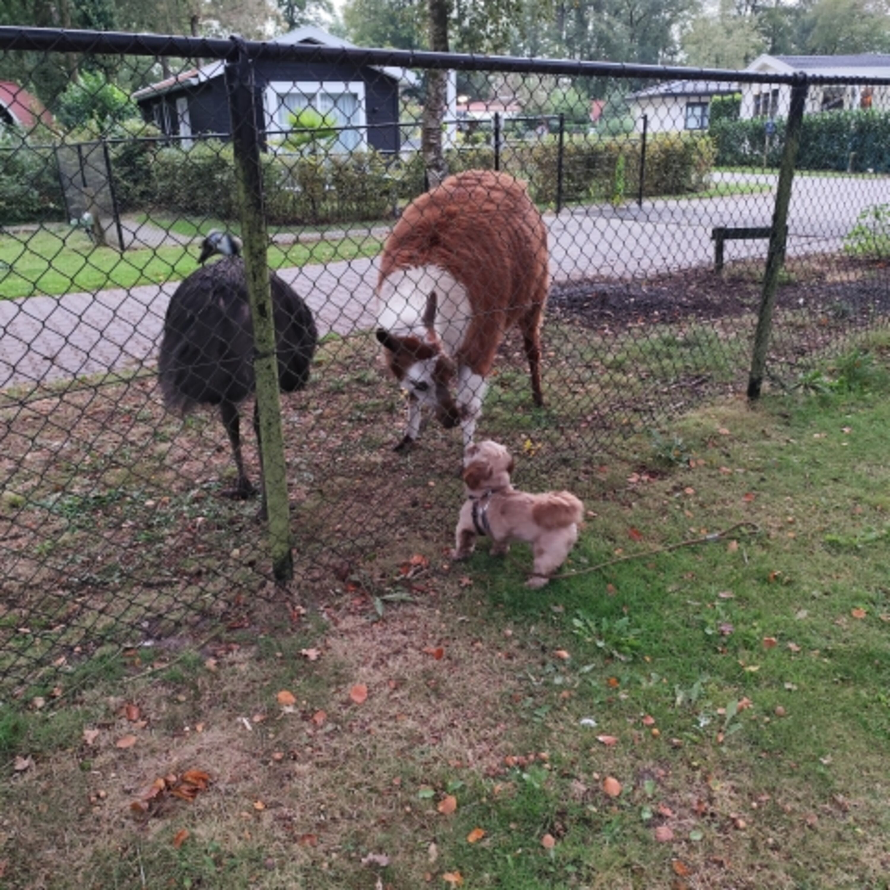 Tiere im Park