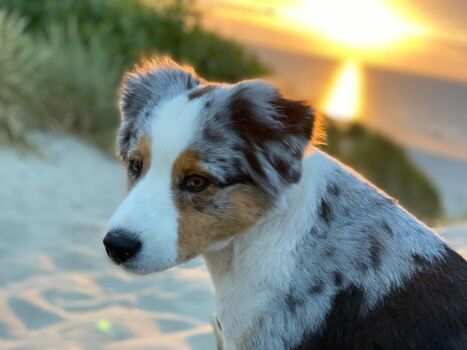 glückliche Hunde am Strand