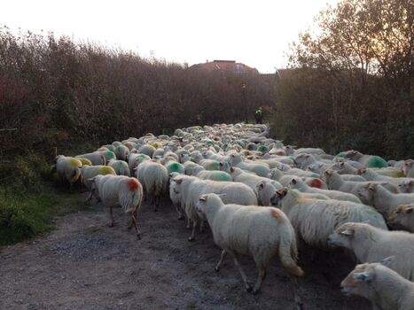 Schafe in den Dünen