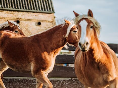 Um die Ecke: Die Haflingerzucht