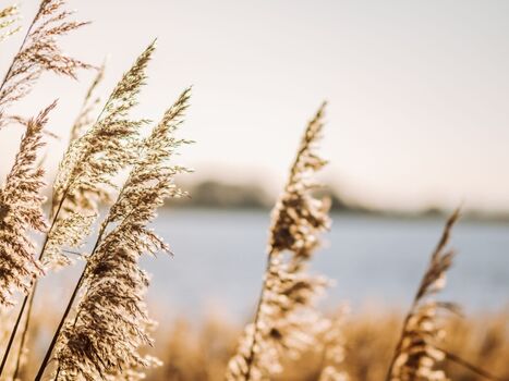 Schilfsaum neben der FISCHER:IN
