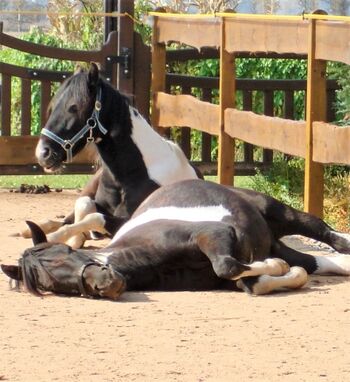 Unsere Pferde auf der Dofstr.29