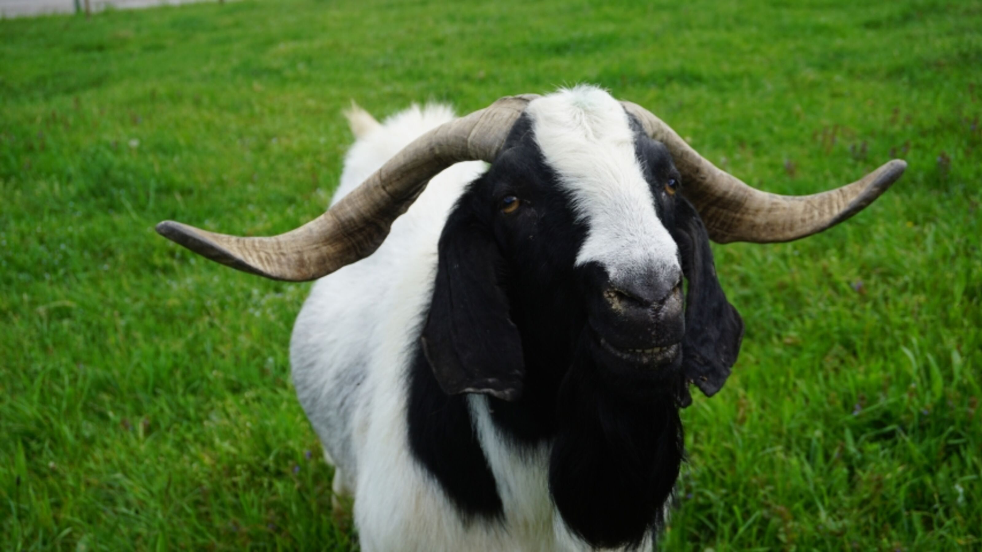 Tierische Gäste
