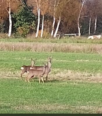 Die Umgebung mit ihren tierischen Reizen