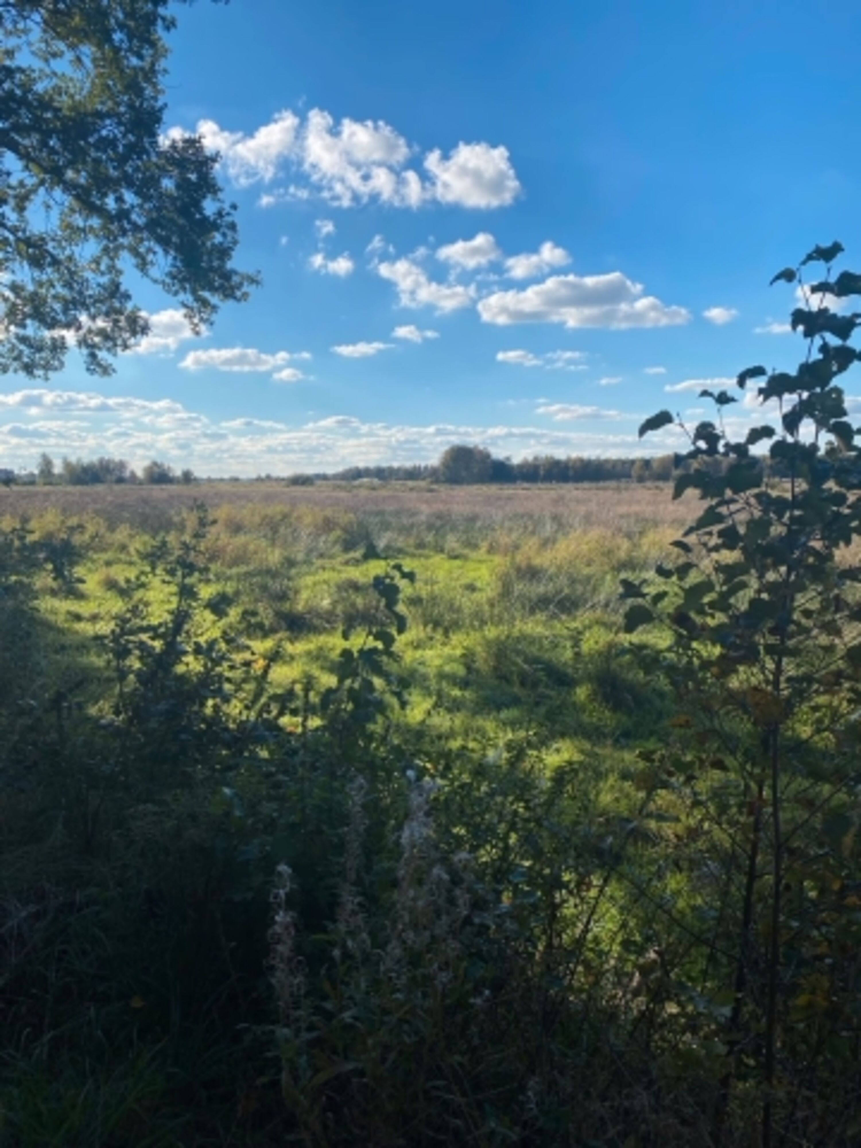Die Moorlandschaft