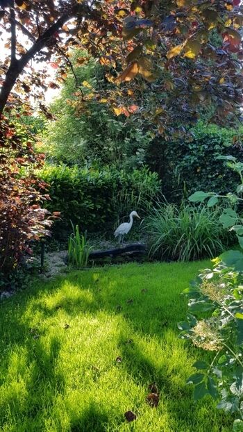 Kleiner Teich mit Storch