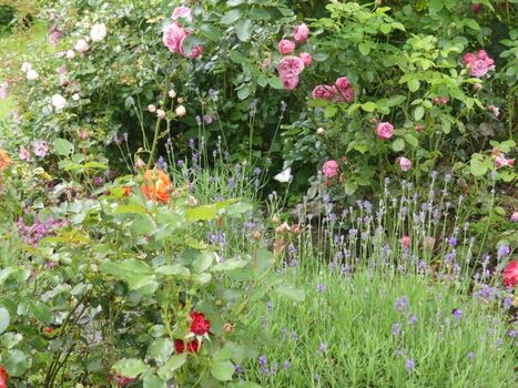 Wildrosen mit Lavendel