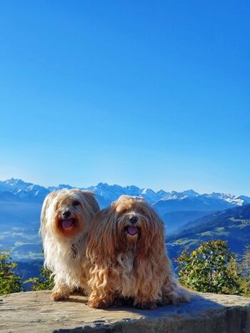 Bergwandern mit Hunden