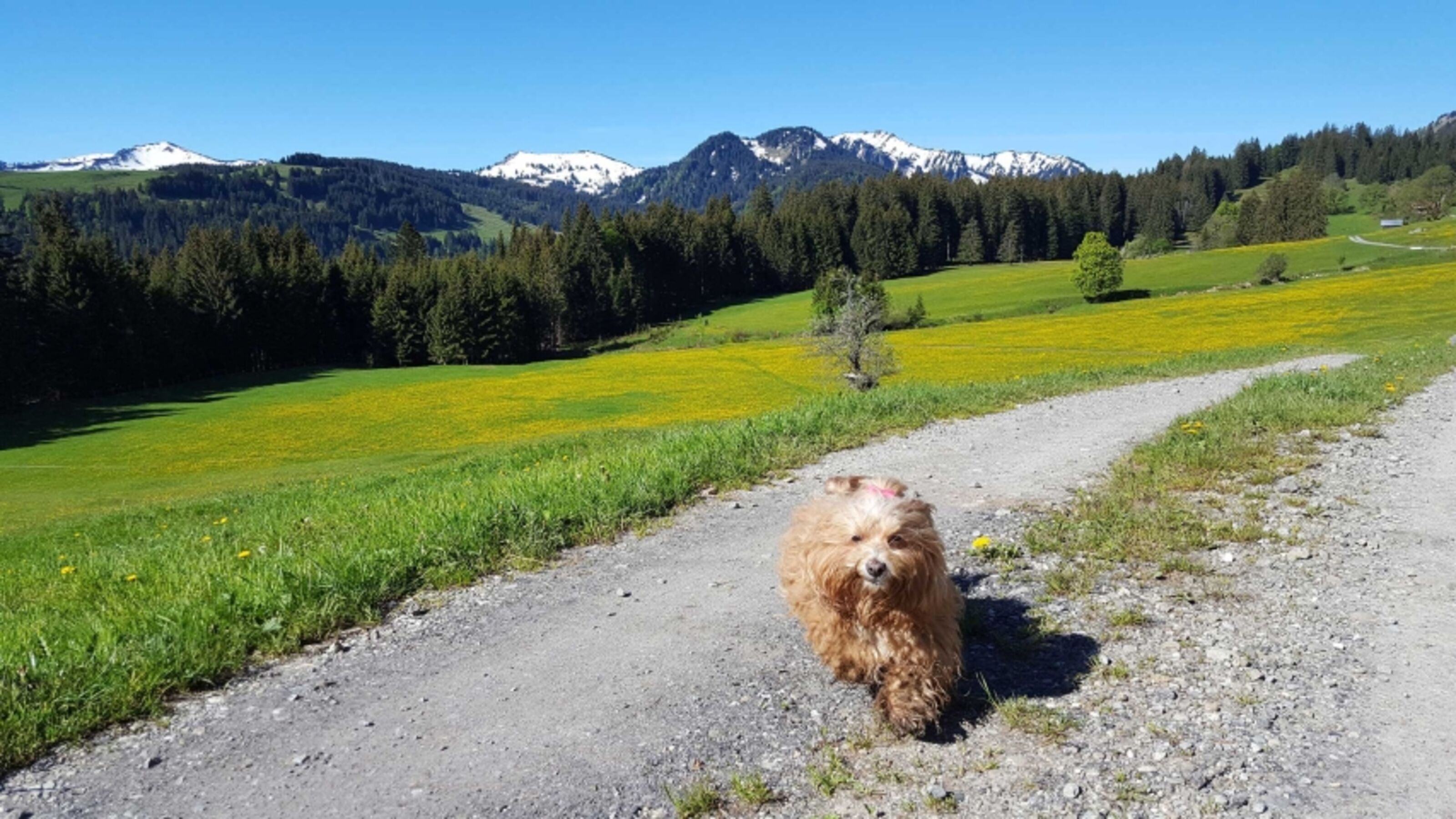 Löwenzahnfrühling