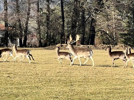 Hirschgehege angrenzend am Garten 