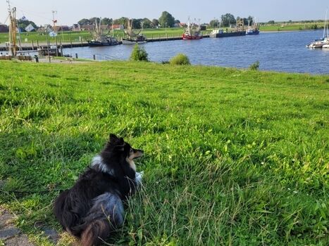 Hundeplatz am Hafen