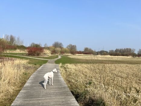Weitläufiger Hundeauslauf, Freilauf ganzjährig möglich