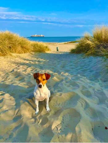 Ein Traum für Hunde