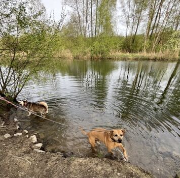 An der Stör, ca. 10 Gehminuten vom Ferienhaus entfernt 
