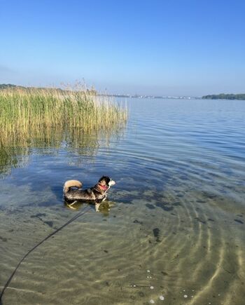 Schweriner See, 900m vom Ferienhaus entfernt 