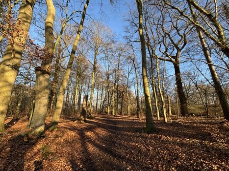 Waldgebiet in unmittelbarer Nähe des Ferienhauses
