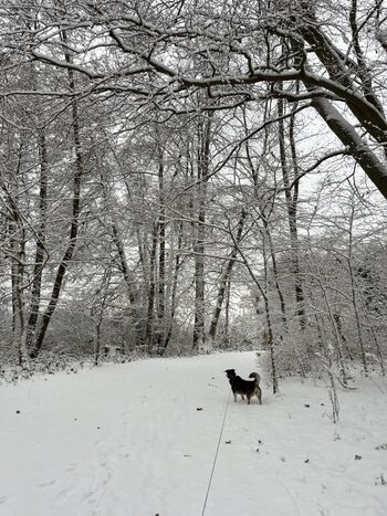 Waldgebiet zum Schweriner See in der unmittelbaren Nähe des Ferienhauses