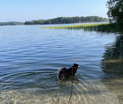 Schweriner See, 900m vom Ferienhaus entfernt 