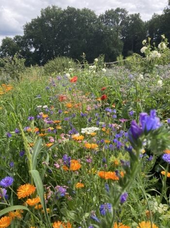 Gemüse und Blumengarten auf dem Baalshof