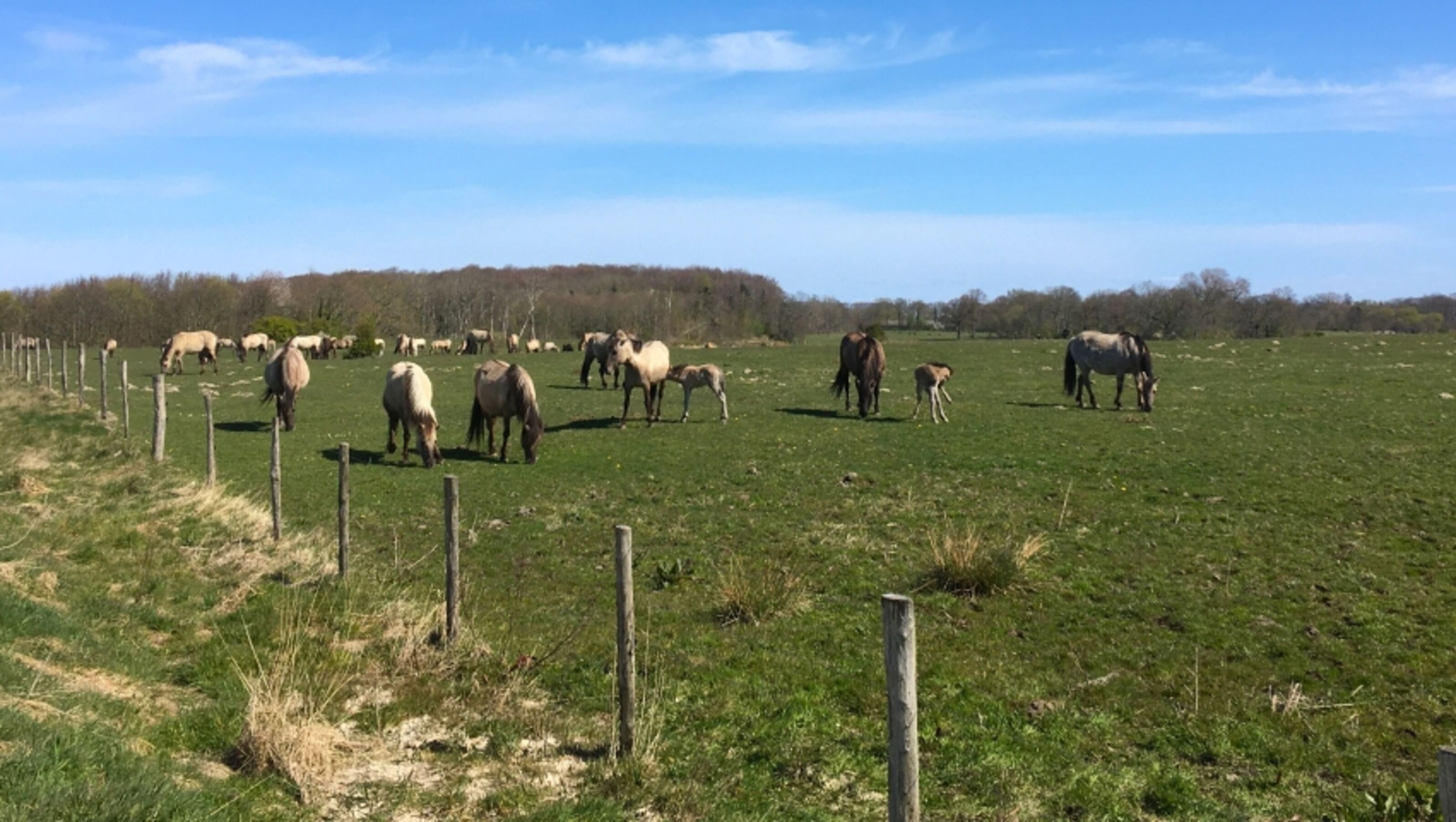 Wildpferde im Naturschutzgebiet Geltinger Birk