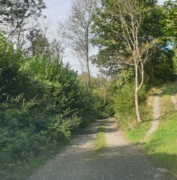 Waldweg Anfahrt