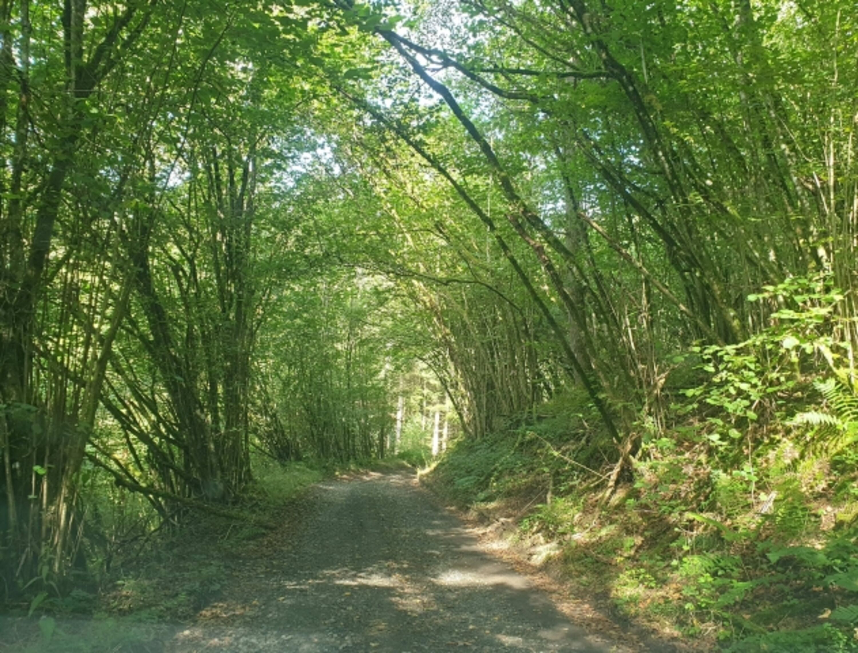 Waldweg Anfahrt