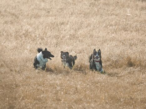 Mehrhunde kein Thema…