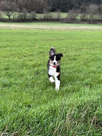 Paradies für Freiläufer- /innen