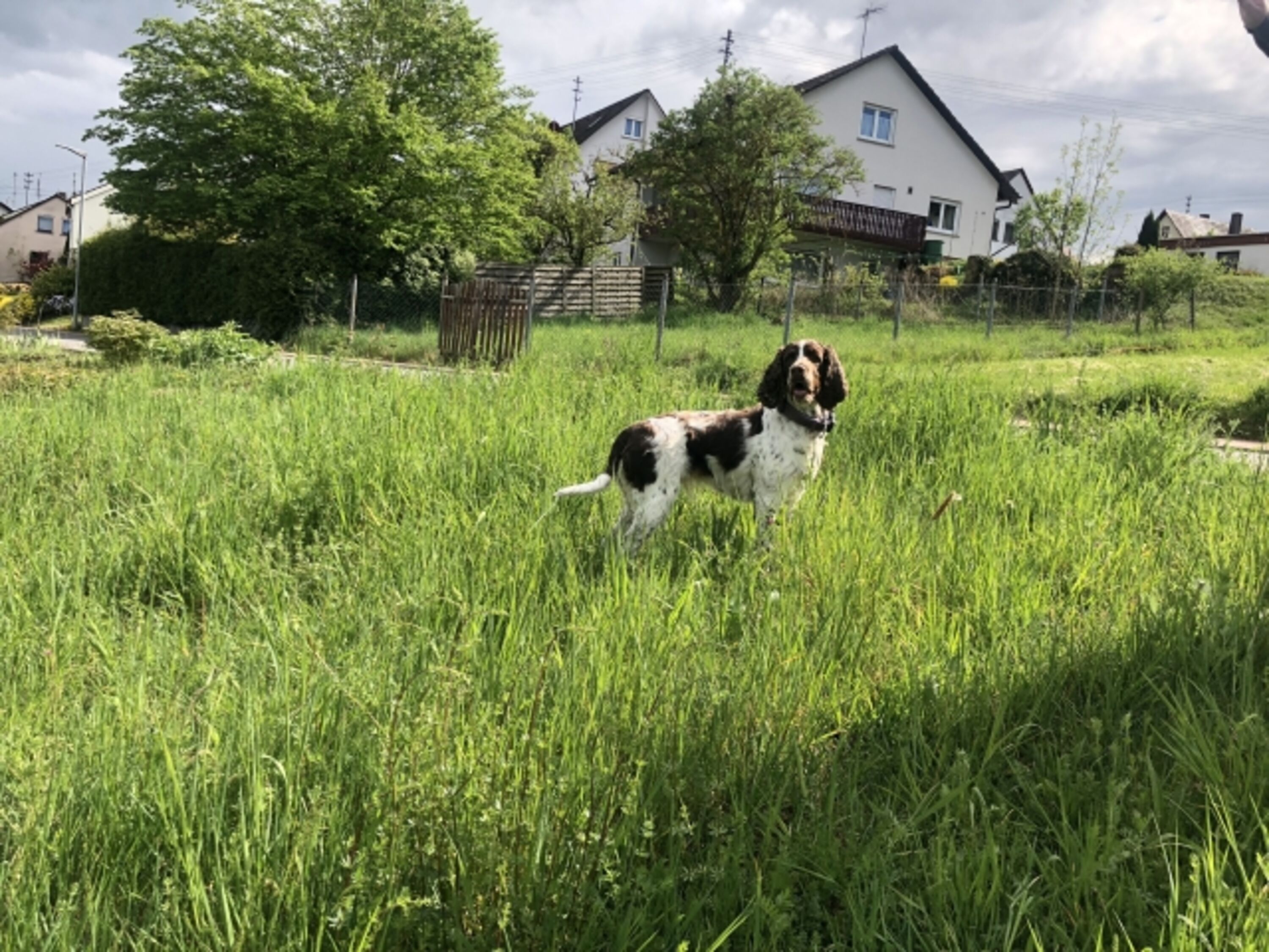 Auslauf für Hunde in 200 m Entfernung
