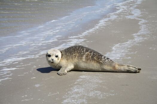 Ferienwohnung Ufer 3, mit dem Robbenfänger unnterwegs