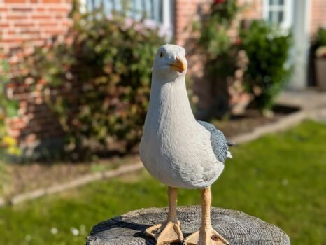 Ferienwohnung Ufer 3, Silbermöwe