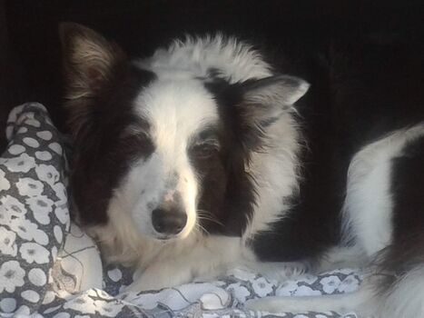 Ferienwohnung Ufer 3, Merlin