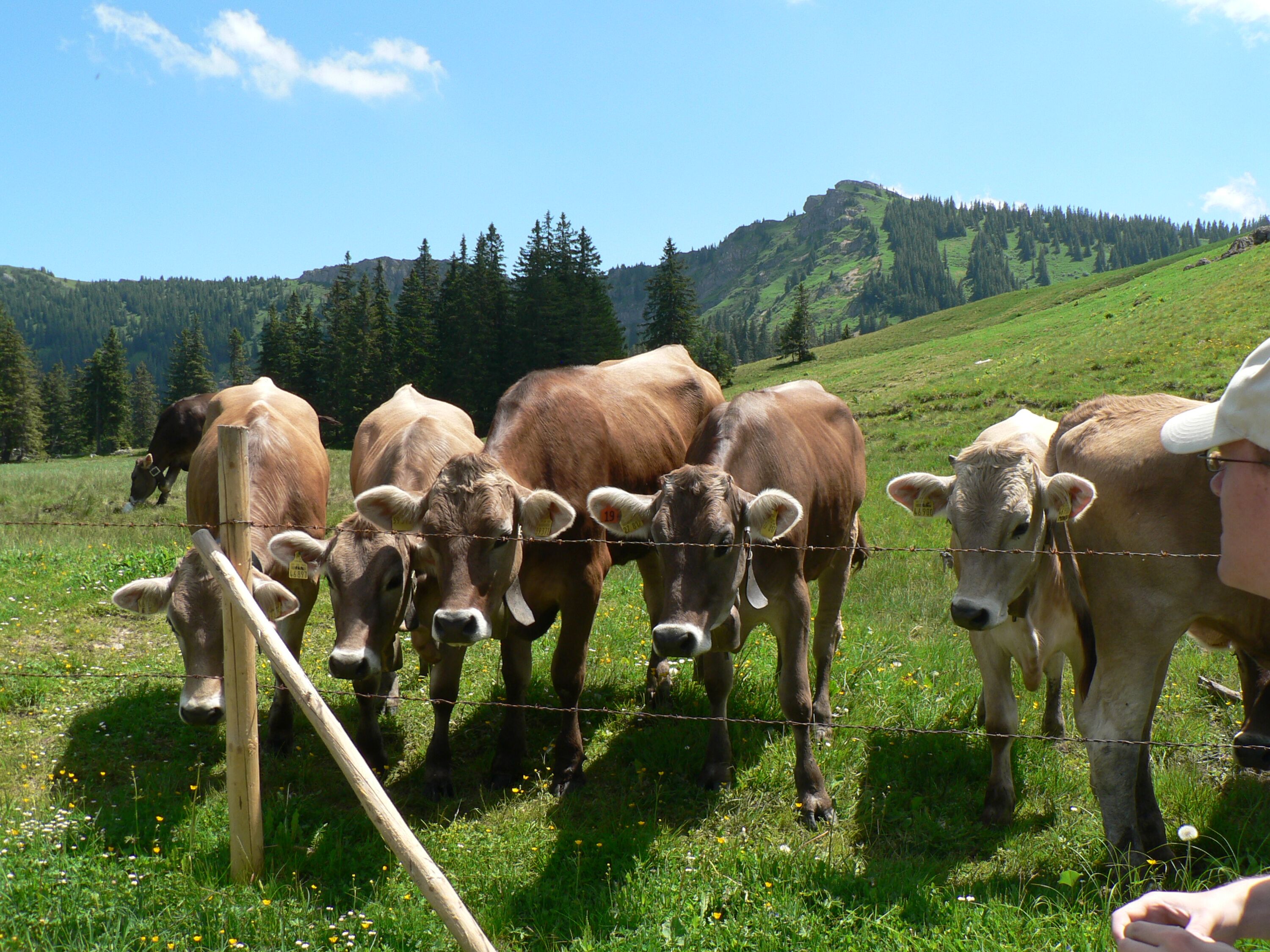 Kühe auf einer Alpe