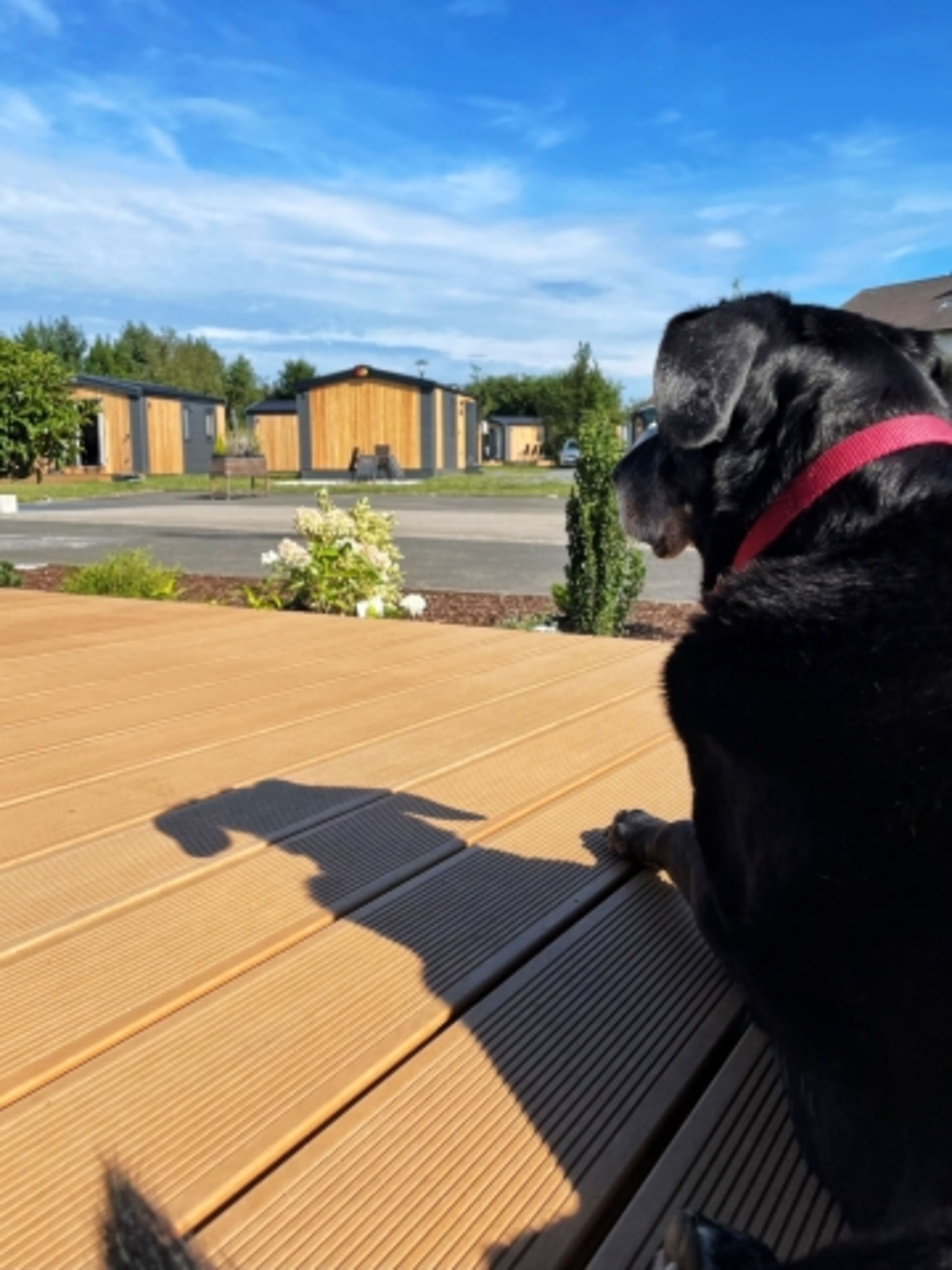 Hunde sind herzlich Willkommen