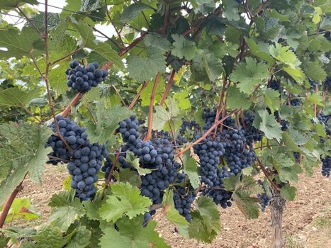 Weinwanderungen möglich