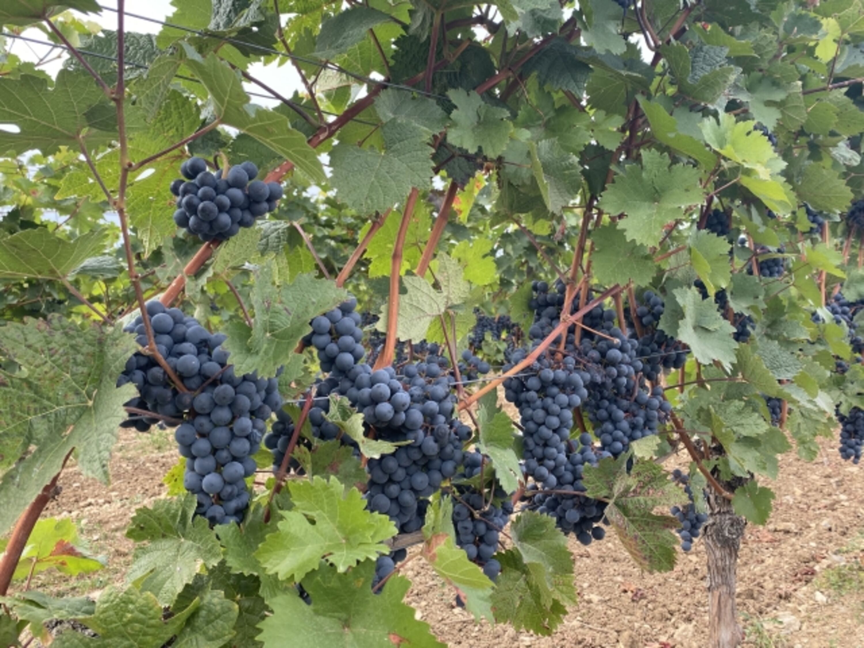 Weinwanderungen möglich