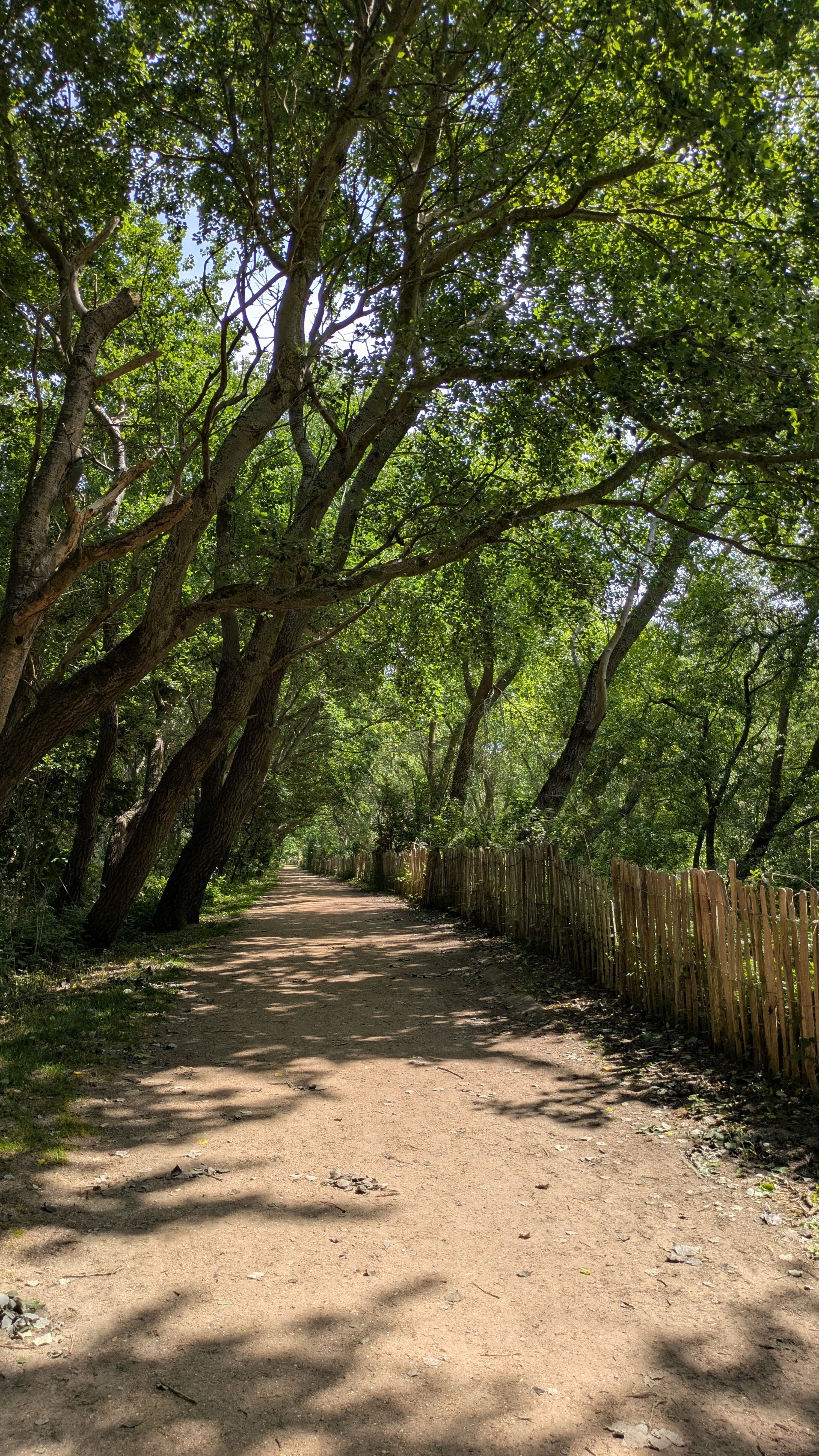 Muschelweg auf der Landseite der Dünen