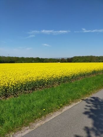 Rapsblüte im Mai oder 