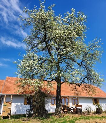 Haus mit Birnbaum