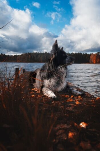 Urlaub mit Hund in Schweden in der Kristallvilla