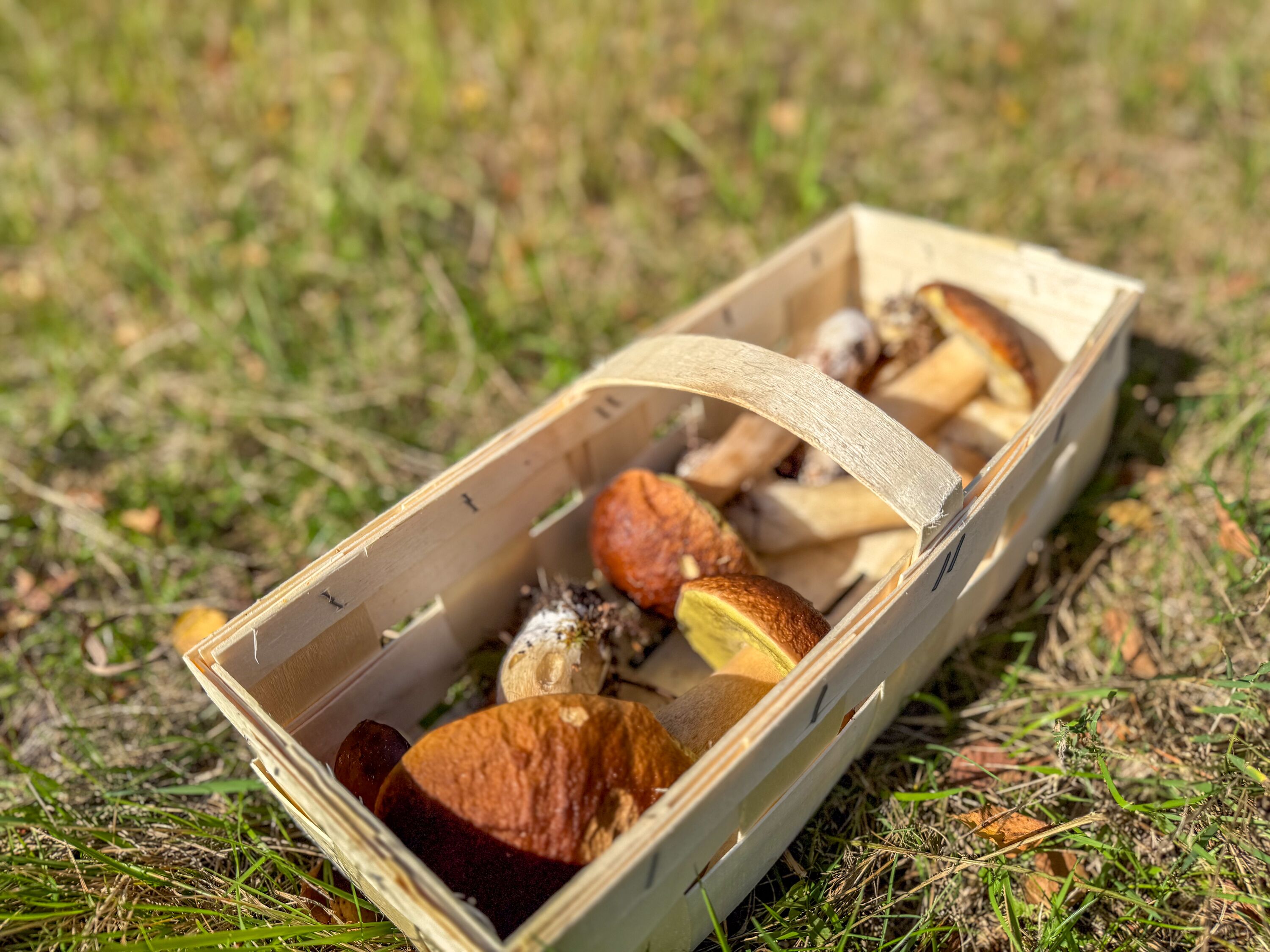Pilze und Beeren sammeln in der Gegend