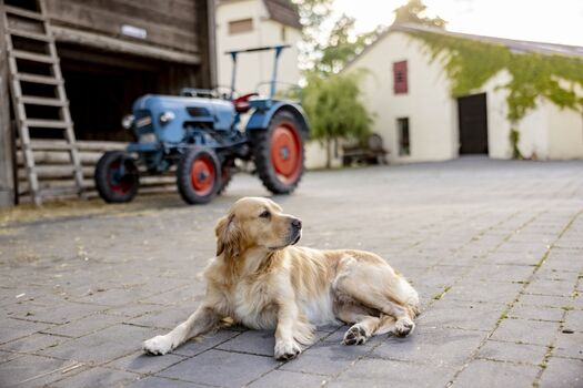 Unser Hofhund ist immer mit dabei 