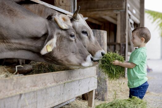 unsere Kühe