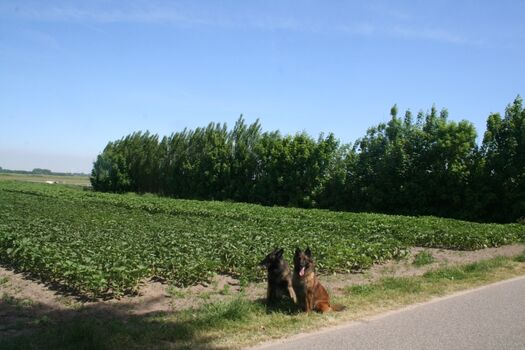 Felder gegenüber dem Haus