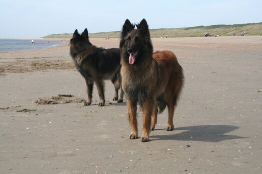 Hunde sind herzlich willkommen