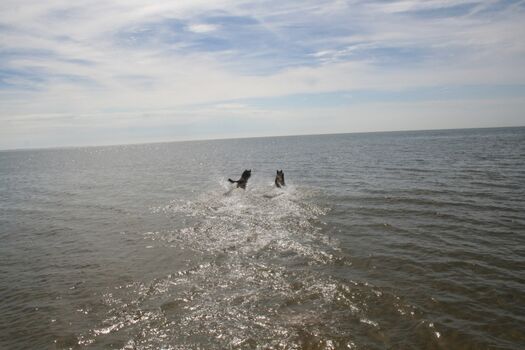 Bademöglichkeit für Hunde