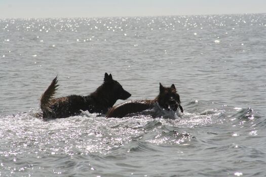 Bademöglichkeit für Hunde