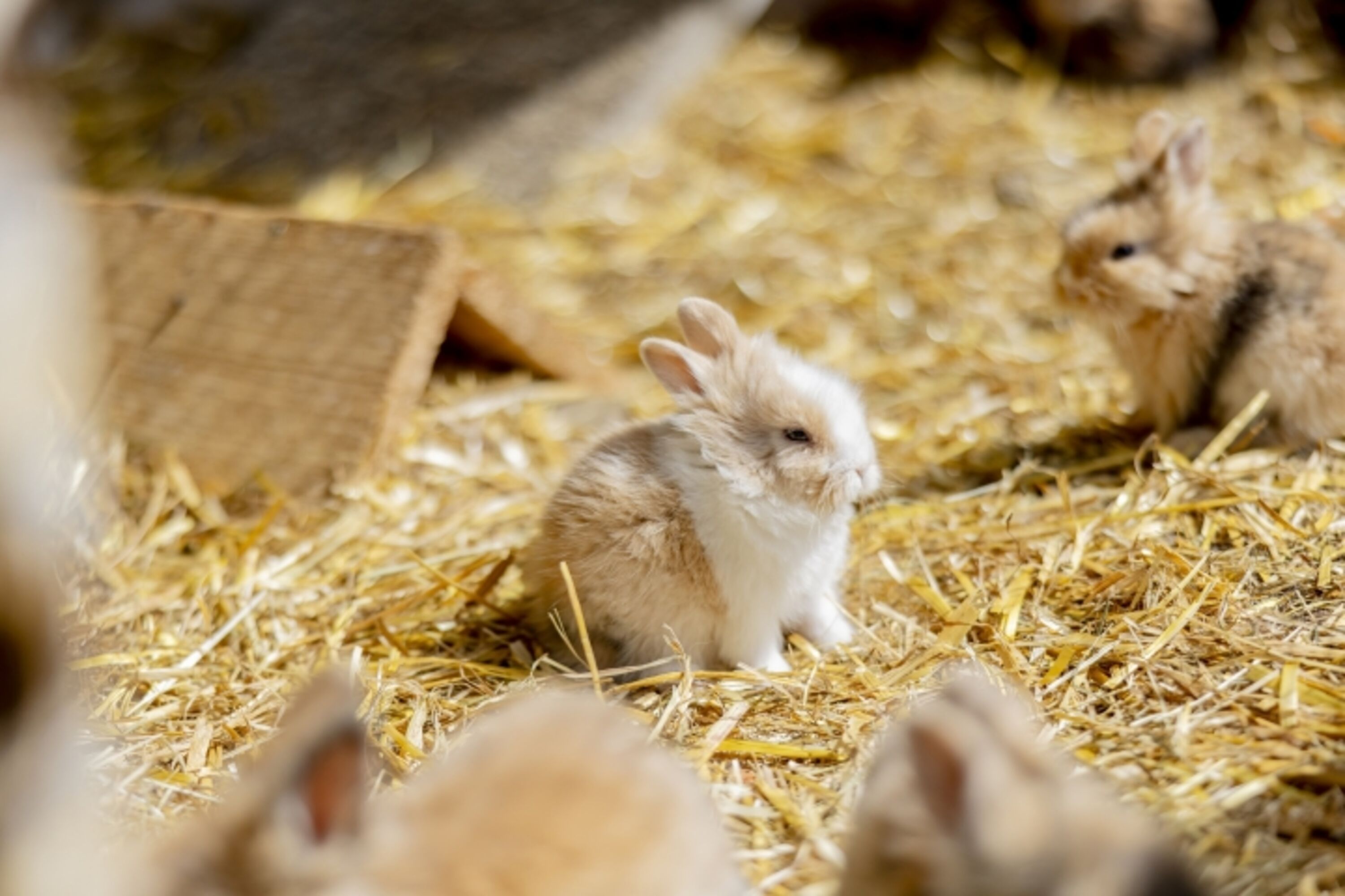 Kaninchen