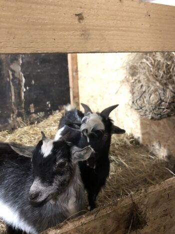 Unsere Ziegen Lilli und Ronaldo