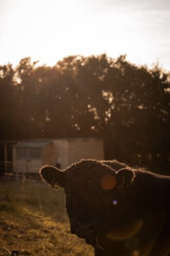 Phil unser Bulle mit dem Hühnerstall im Hintergrund